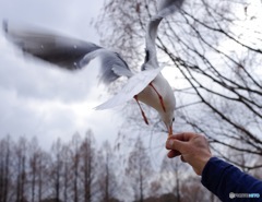 bird