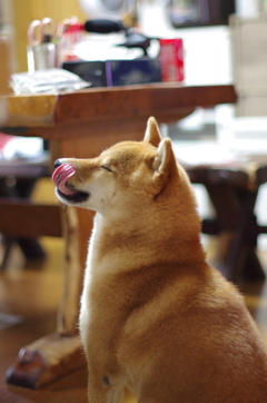 Dog Dog