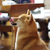 Dog Dog