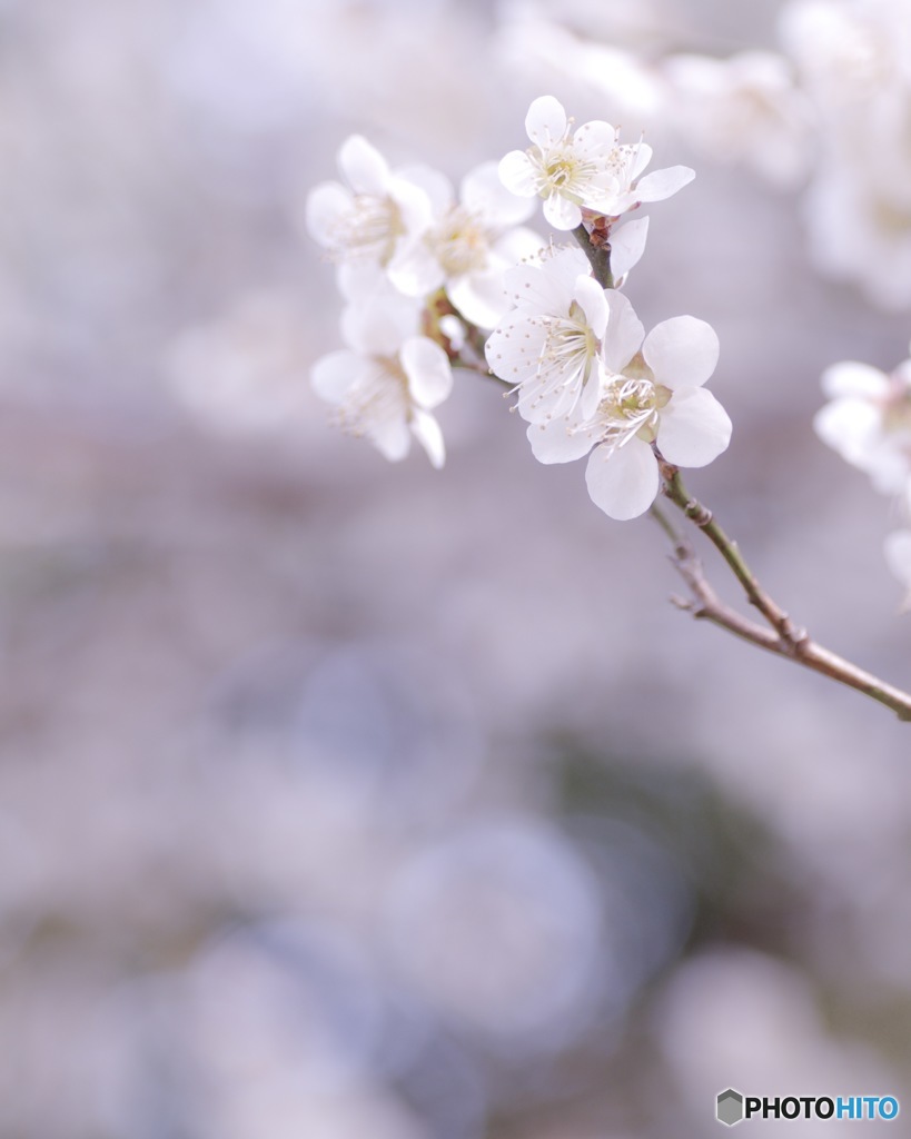 梅の花