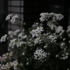 Jupiter-3 5cm f1.5