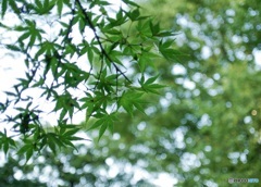 綠
