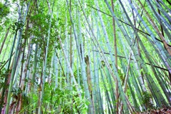 竹林 転法輪寺