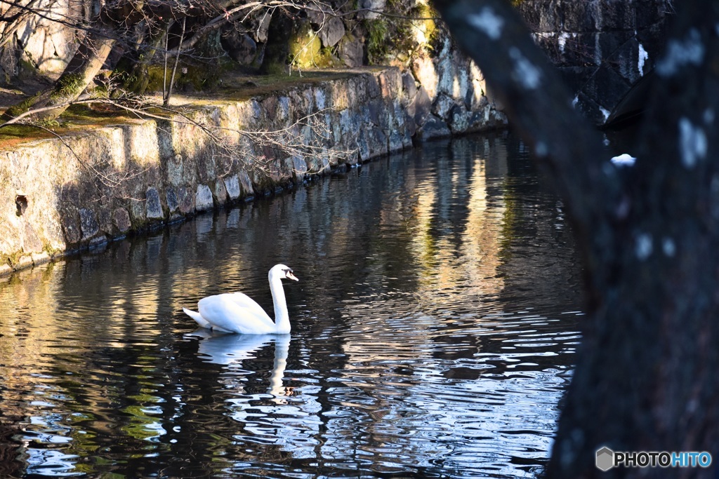 倉敷美観地区の白鳥