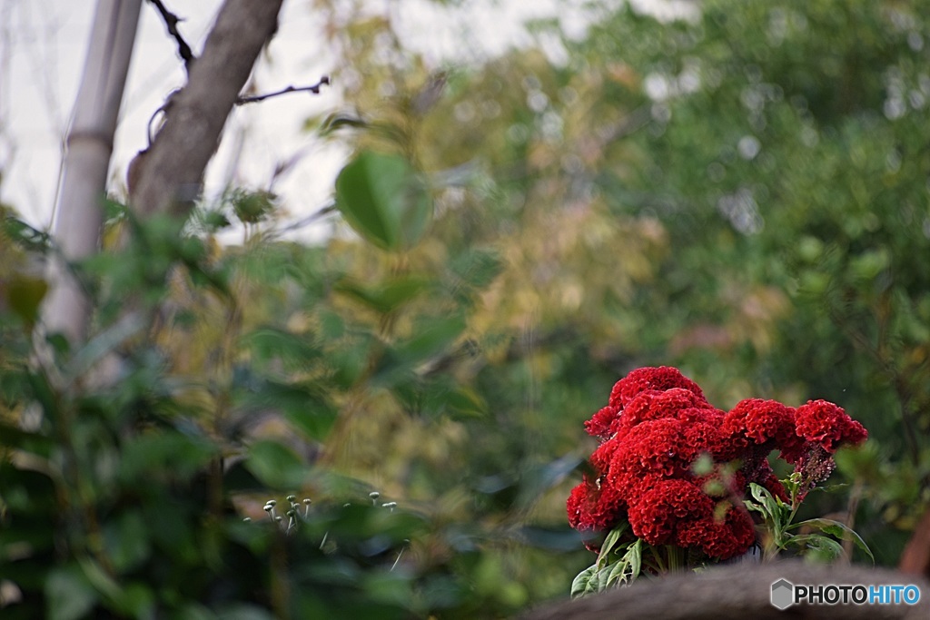 今日の花③
