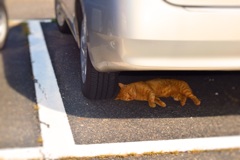 日陰でお休み中の猫