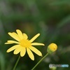 秋の花②