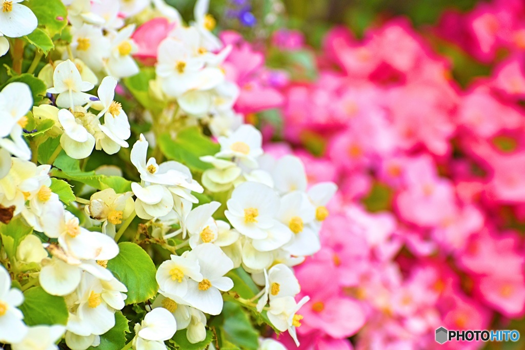 花壇の花