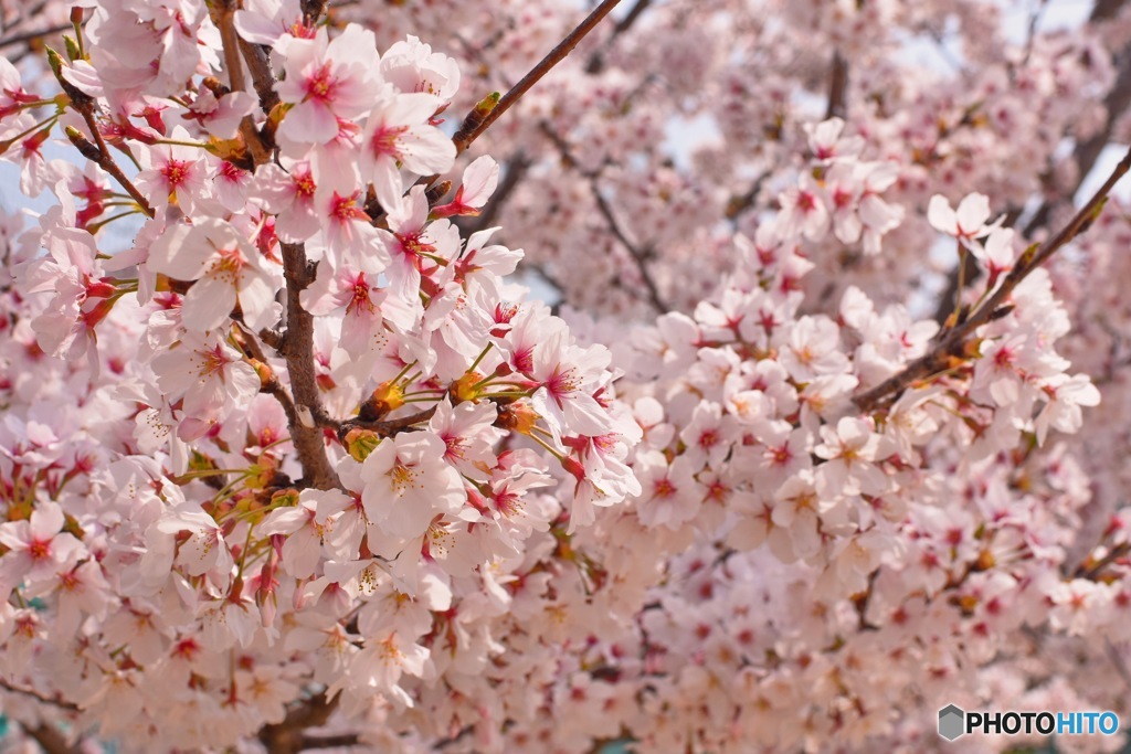 桜④