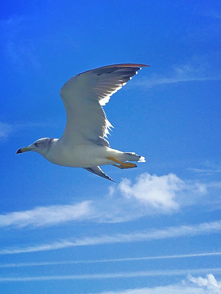 天橋立カモメ⑥