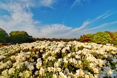 岡山後楽園④