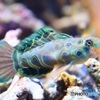 鮮やかな魚