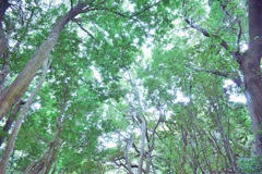 雑木林 転法輪寺