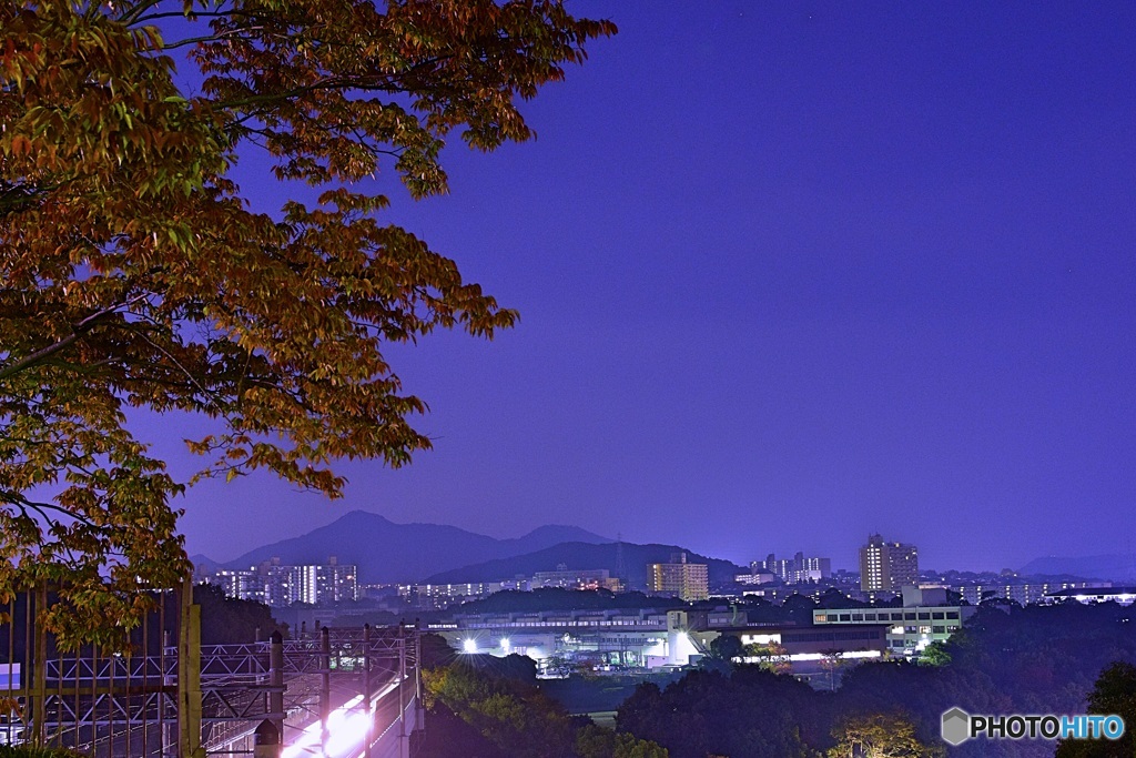 少し早めの紅葉越しの夜景