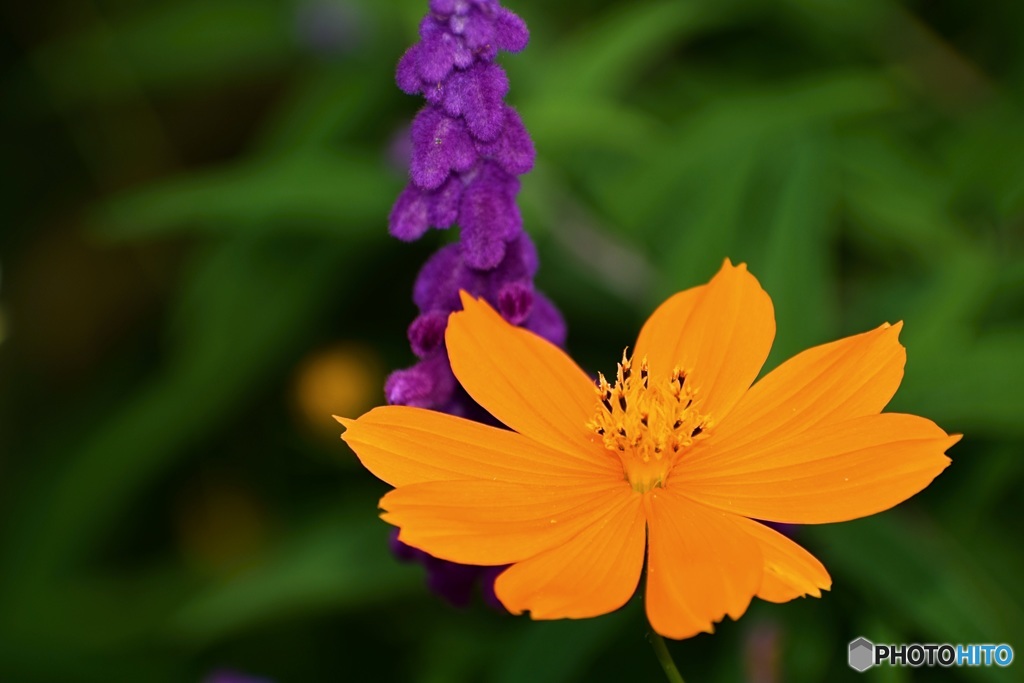 秋の花①