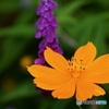 秋の花①