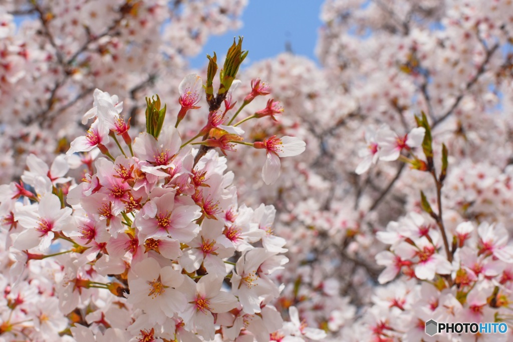 桜③