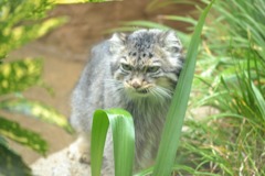態度の悪い猫