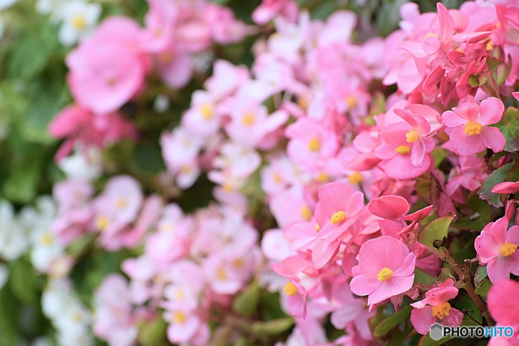 近所の花②