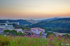 コスモスの丘からの夕景