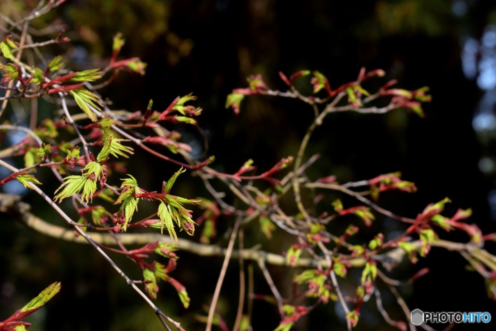 後楽園の紅葉の蕾