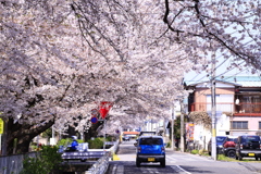 桜並木