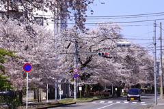 桜並木