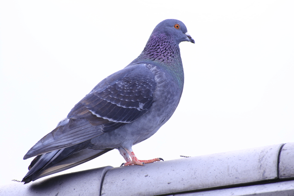 降り立った鳩