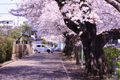 春ならでは