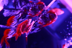 金魚