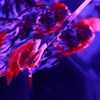 金魚