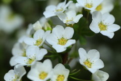 藤の花