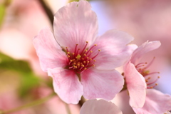 今年の桜