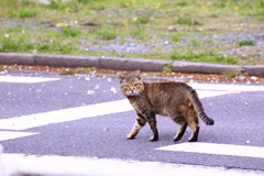 猫も