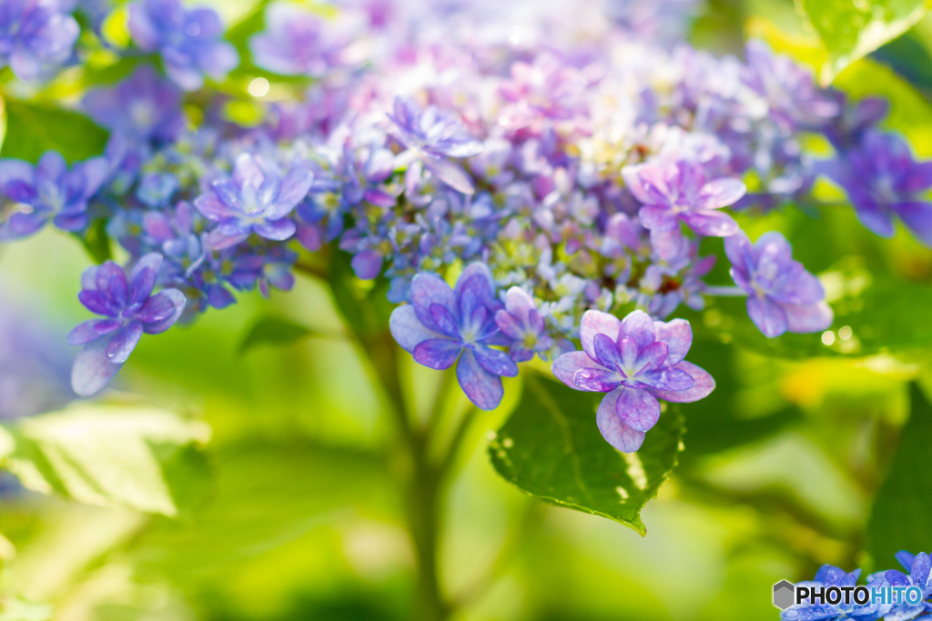紫陽花