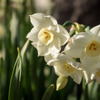 昼下がりの水仙