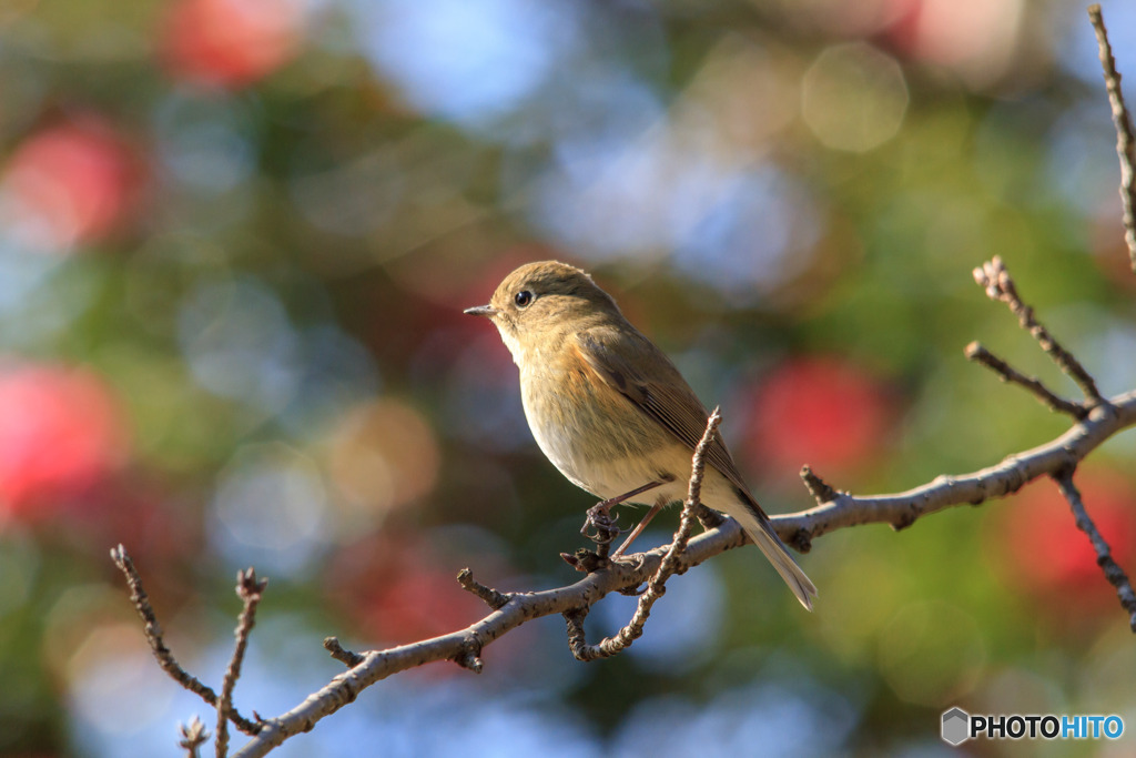 可愛い小鳥 日向ぼっこ By Te Tzui Id 写真共有サイト Photohito