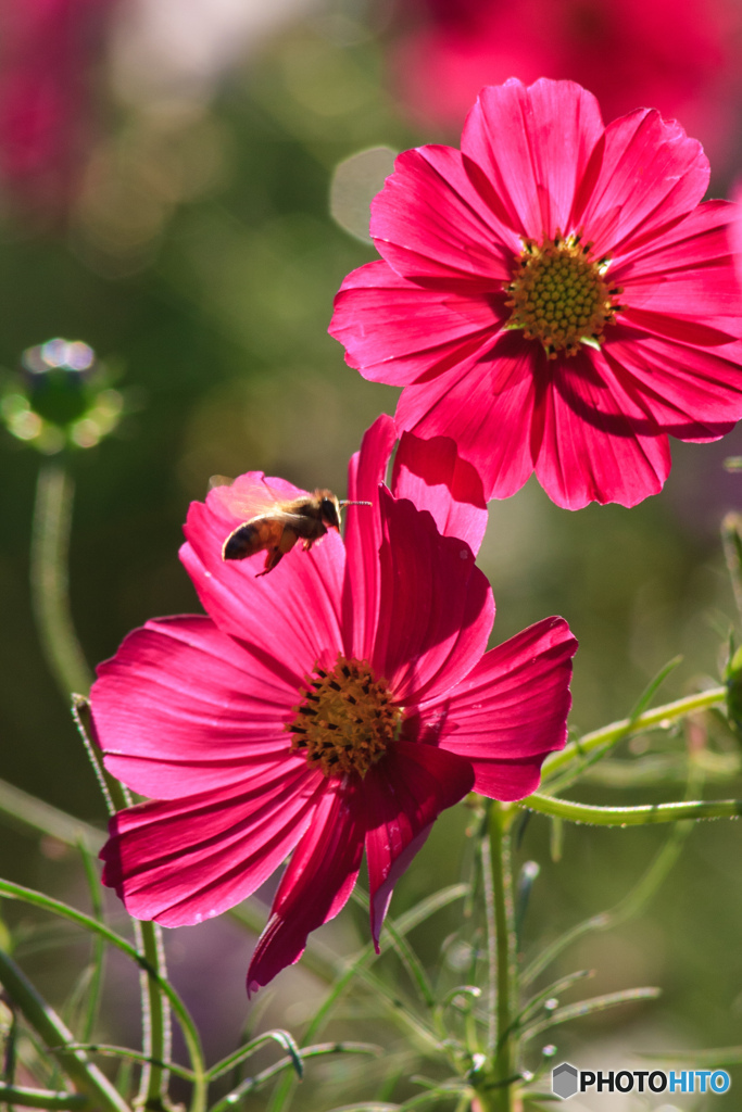 赤紫色の秋桜　蜜蜂乱入