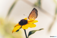 花に蝶（四）金色の羽