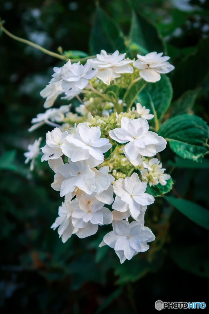 夏の白い花