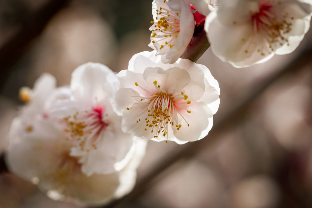 八重咲きの梅の花