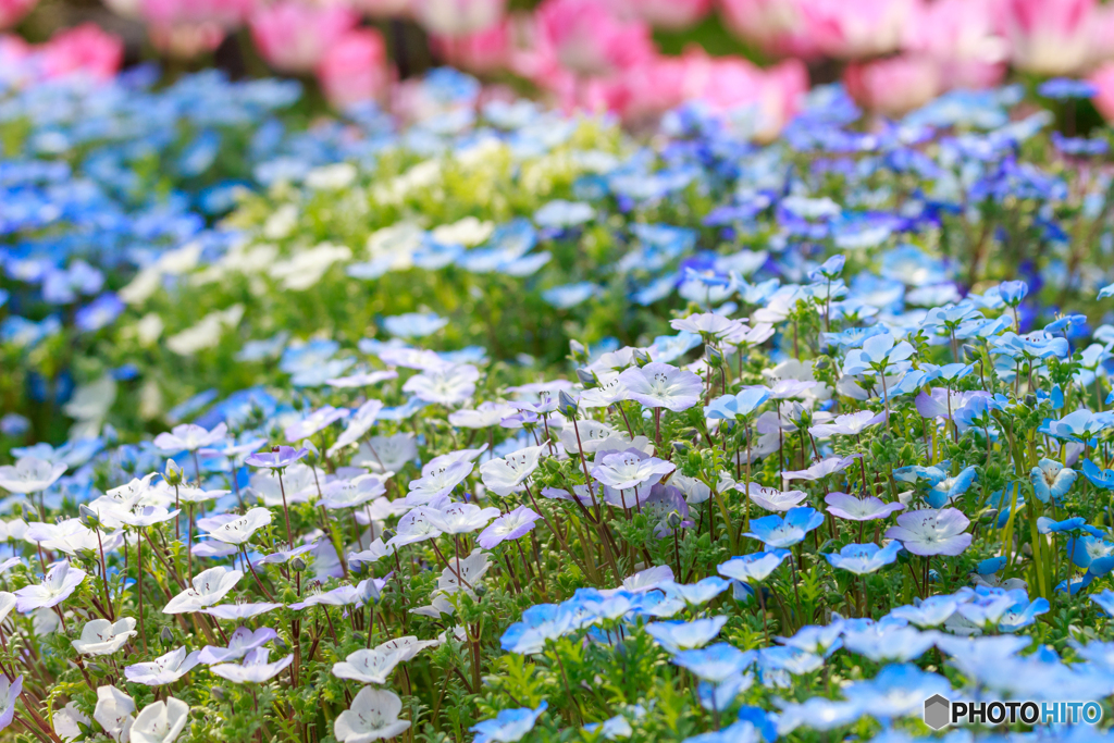 美しき花嫁（ネモフィラ）