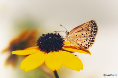 花に蝶（三）金色の羽
