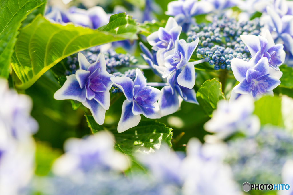 紫陽花（コンペイトウ）