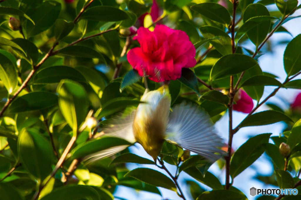 花鳥共栄