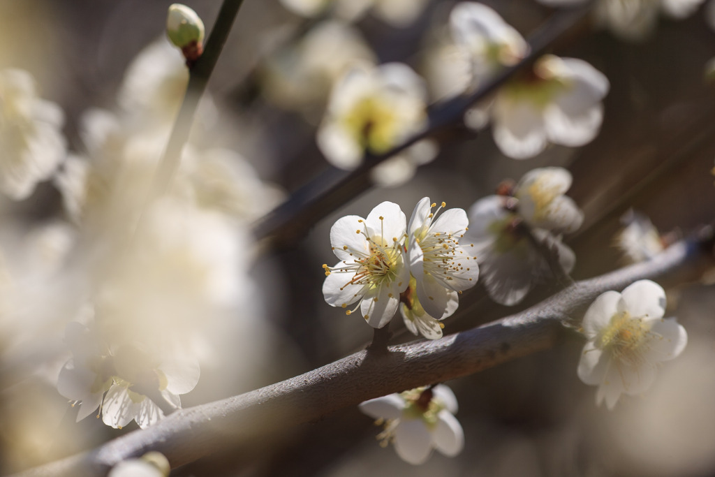 白い梅の花（建国記念の日）