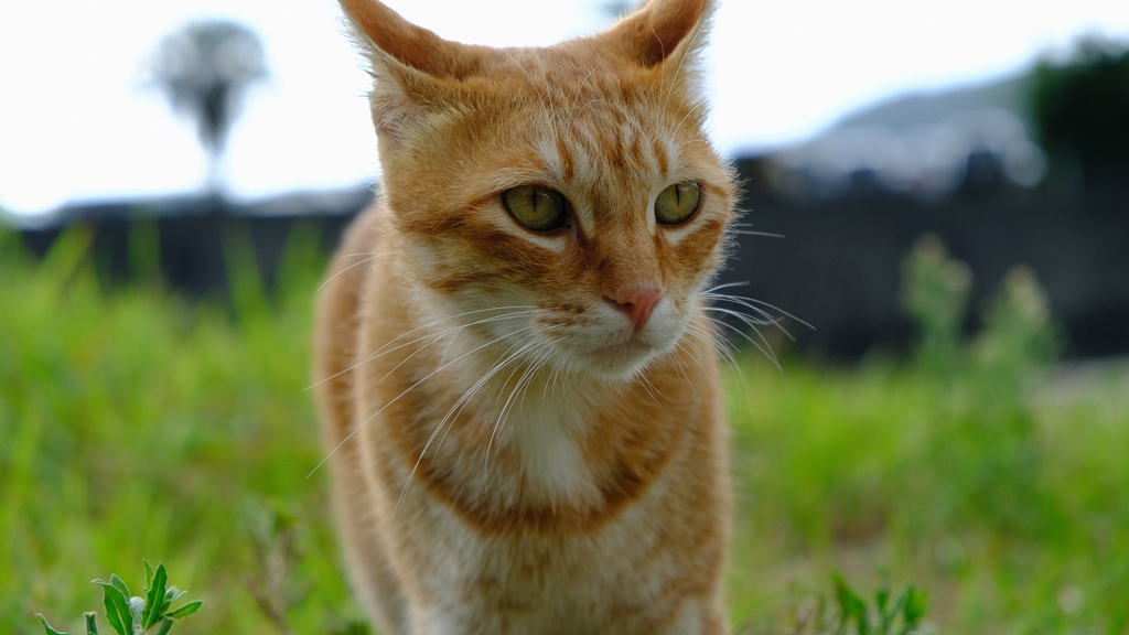 猫