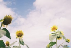 ひまわりと空