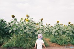 「こっちにおいで」と、向日葵が誘っているような？ちょと怖いような楽しいよな