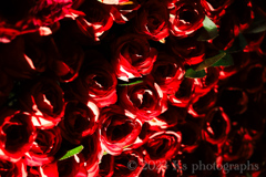 夜薔薇